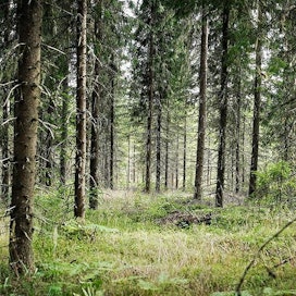 Metsänomistajia on Suomessa noin 600 000. Yksityiset metsänomistajat omistavat metsäpinta-alasta 60 prosenttia, valtio 26 prosenttia ja metsäteollisuus yhdeksän prosenttia.