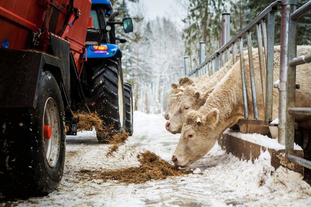 Lihakarjaa, joka ei liity juttuun.