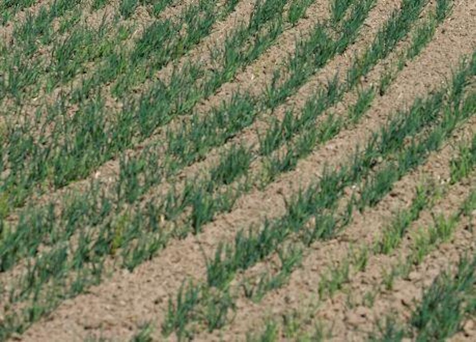 Kuivuudesta kärsivä kaurapelto.