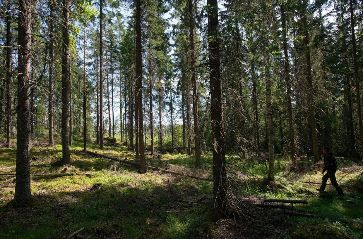 Lauri Elovainio kulkee kuusikon läpi taimikkoon. ”Yhteismetsämme tuottaa tasaisesti, koska meillä on eri kasvuvaiheessa olevaa metsää.”