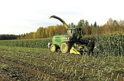 Melko mukavaan mittaan maissi ehtii varttua Suomessakin.