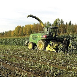 Melko mukavaan mittaan maissi ehtii varttua Suomessakin.