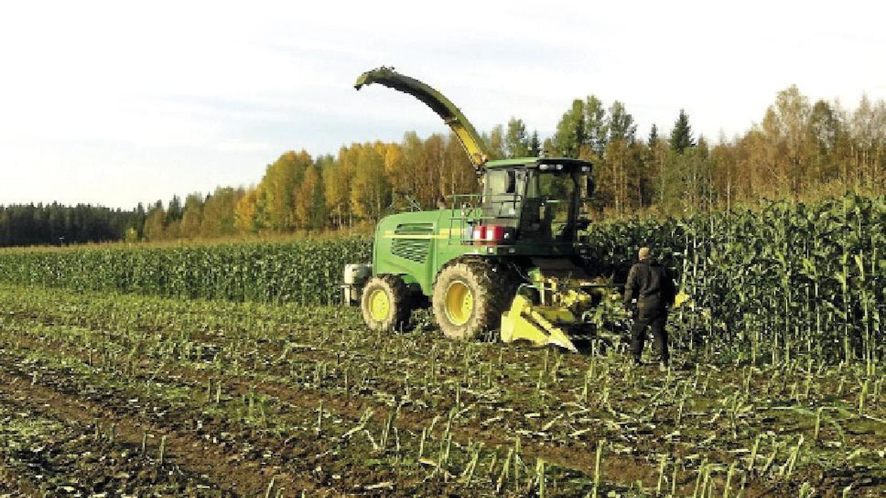 Melko mukavaan mittaan maissi ehtii varttua Suomessakin.