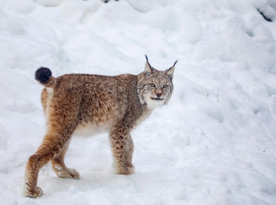 Ilves on Suomen runsaslukuisin suurpeto.