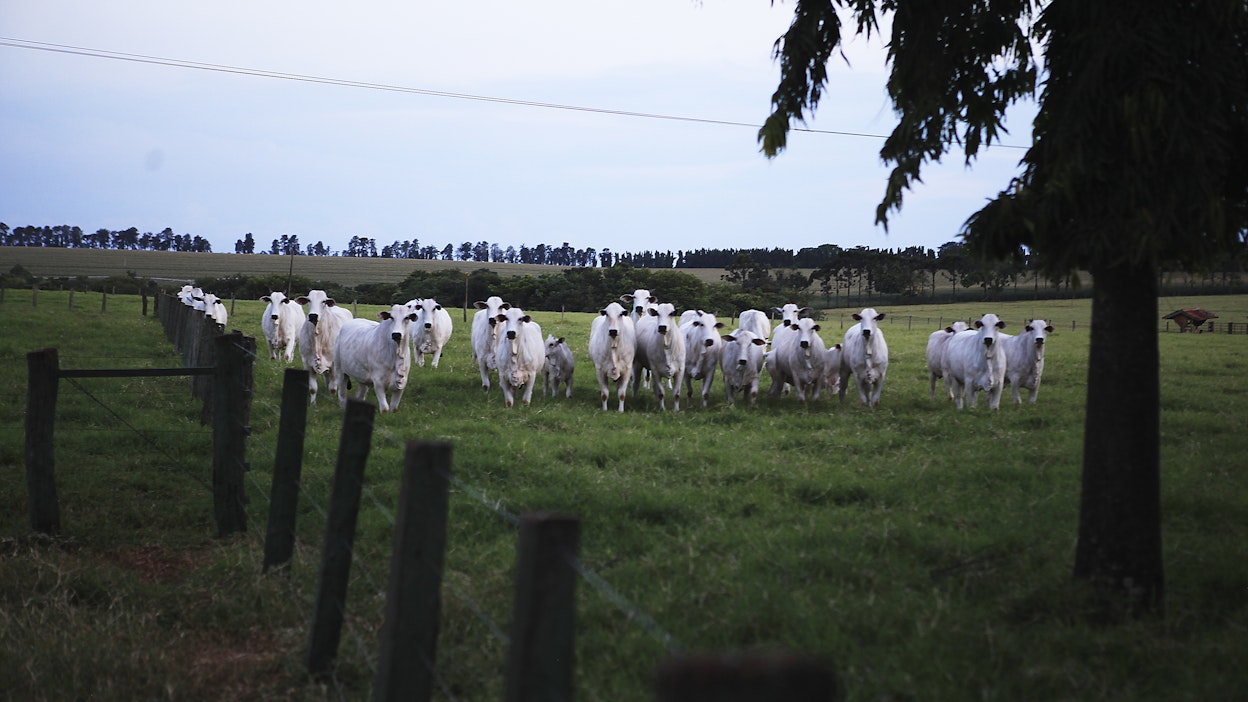 Nautoja laitumella Brasiliassa. Kuvituskuva.