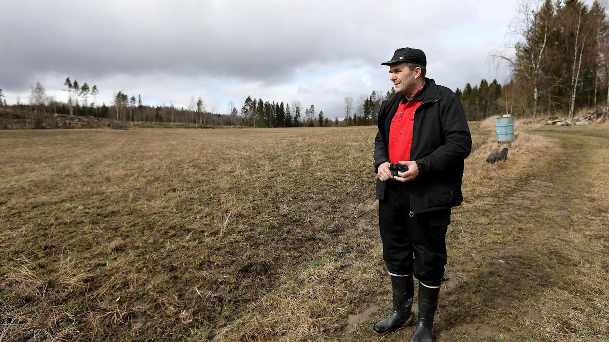 ”Tässä pitäisi olla toisen vuoden nurmi. Koska peurat käyvät säännöllisesti syömässä ja sotkemassa, lohkoissa ei näillä alueilla kasva muuta kuin rikkakasveja”, tuskailee Jari Yli-Heikkilä talonsa lähellä sijaitsevalla pellolla.