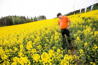 Syysrapsin viljely vaatii työtä ja taitoa. Olli-Pekka Ruponen kertoo saaneensa arvokkaita vinkkejä muilta viljelijöiltä ja asiantuntijoilta maatalouskaupan puolelta.