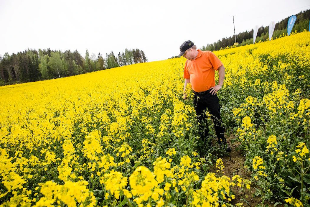 Syysrapsin viljely vaatii työtä ja taitoa. Olli-Pekka Ruponen kertoo saaneensa arvokkaita vinkkejä muilta viljelijöiltä ja asiantuntijoilta maatalouskaupan puolelta.