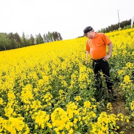 Syysrapsin viljely vaatii työtä ja taitoa. Olli-Pekka Ruponen kertoo saaneensa arvokkaita vinkkejä muilta viljelijöiltä ja asiantuntijoilta maatalouskaupan puolelta.