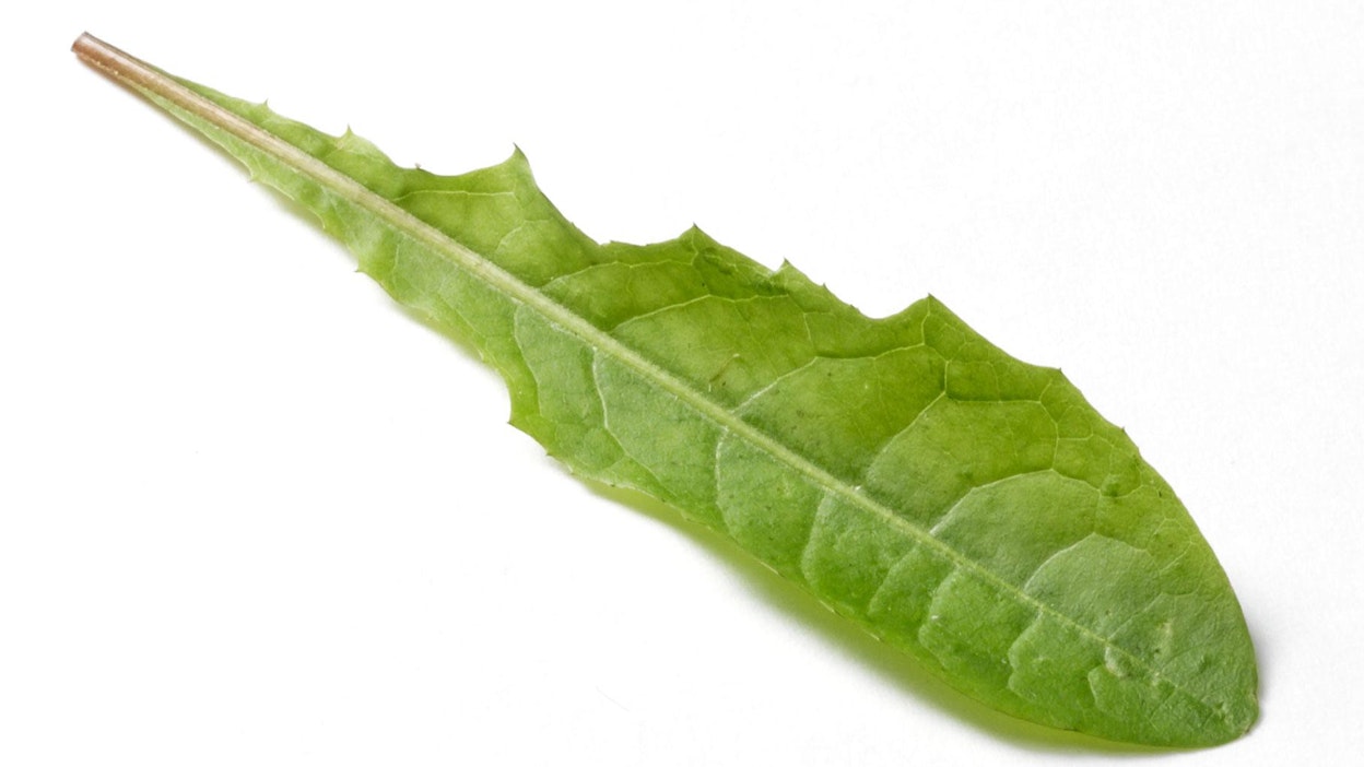 Voikukka on parhaimmillaan nuorena, huhtikuusta kesäkuulle.