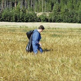 Hukkakauraa kerätään myös tutkimustarkoituksiin. Kuvassa pellolla tutkija Eeva Saarisalo. Heikki Jalli