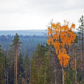 Hallitusohjelman mukaan luontomatkailun edellytyksiä parannetaan eri puolella Suomea. Kuvituskuva.