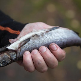 Monet paikalliset kalastajat Lapissa pyytävät talvisiikansa syksyllä heti kasvukauden jälkeen, kun kalan kunto on korkea ja ravitsemuksellinen laatu parhaimmillaan.