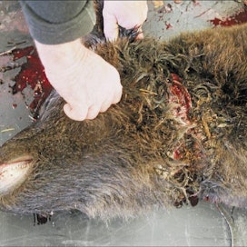 Rktl:n tutkimuspanta aiheutti pahat vammat uroskarhun kaulaan. Poliisi tutkii tapausta epäiltynä eläinsuojelurikoksena. Jere Malinen