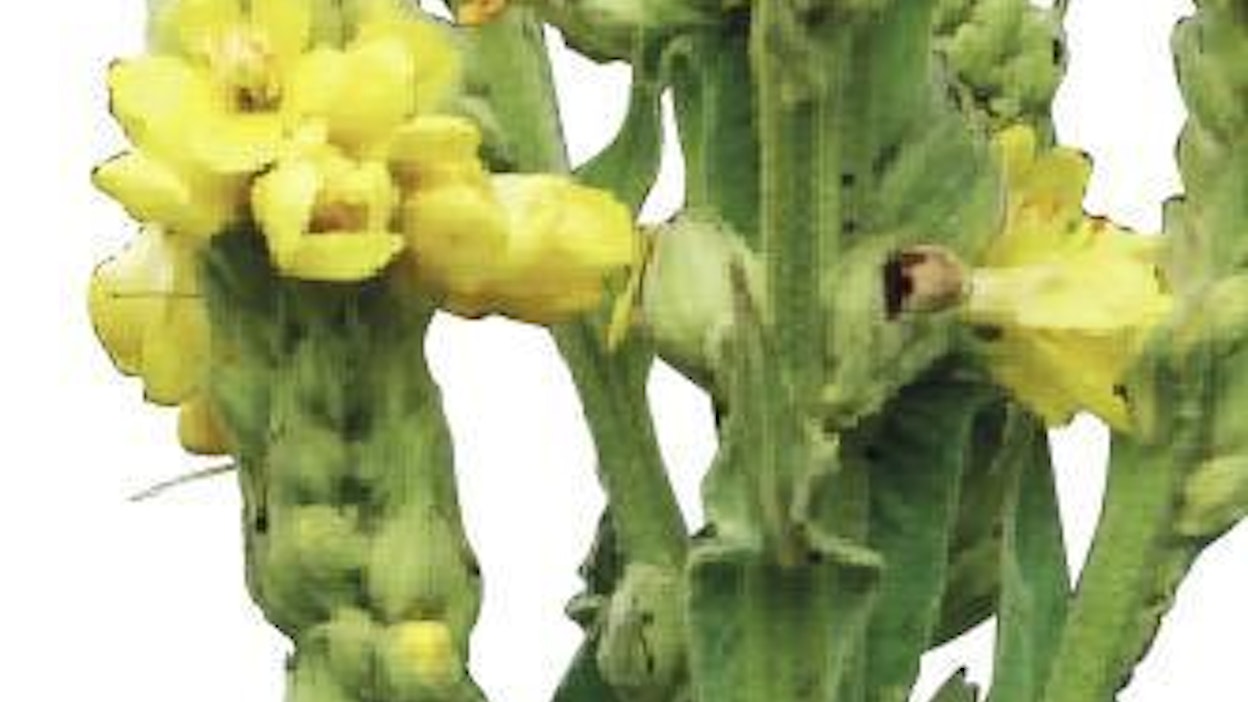 Komea, keltainen kukinto on useimmiten haaraton, mutta satunnaisesti kasvi saattaa innostua kasvattamaan kokonaisen kynttelikön.