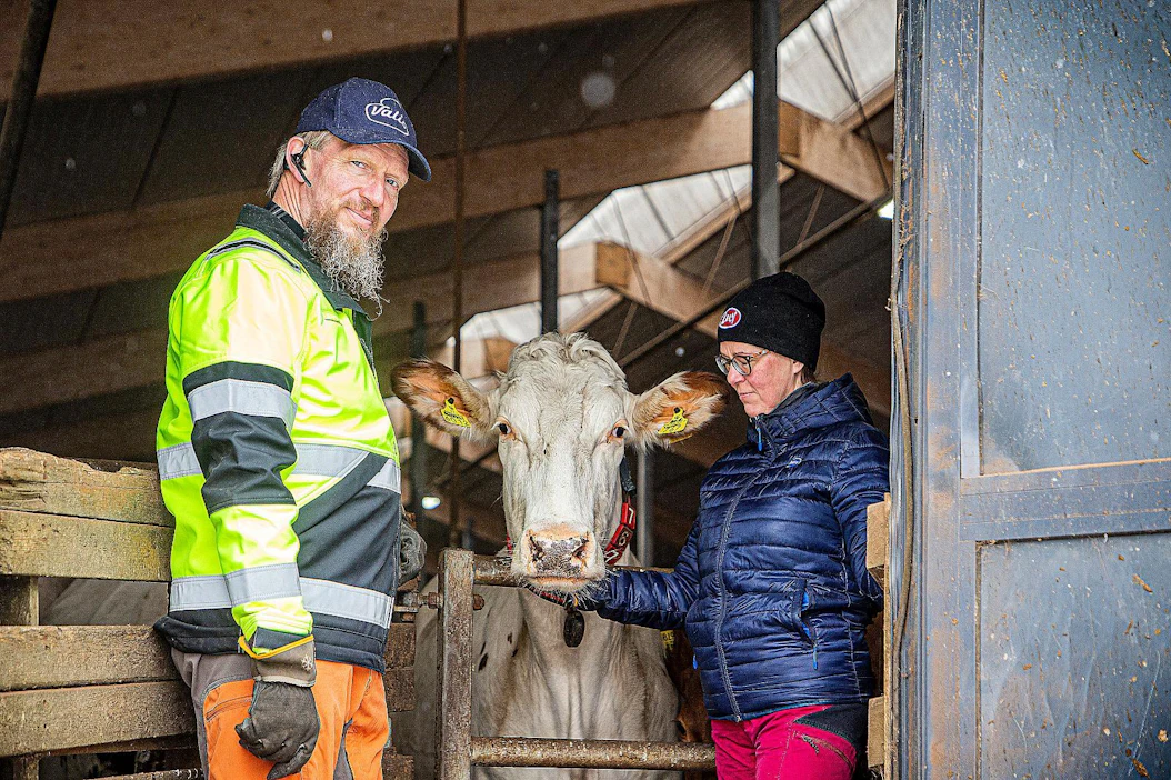 Mäen luomumaitotilalla laidunkauden alkua odotellaan noin toukokuun puoliväliin asti, kertovat Simo Mäki ja Mirka Puhakka. Sitä ennen lehmät tyytyvät nuuhkimaan kevätilmaa aidan takaa.