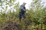 Risto Välilän istuttama koivikko ei ole tarvinnut varsinaista perkausta, mutta raivausveitsellä on silti mukava siistiä välillä taimien ympäristöä.