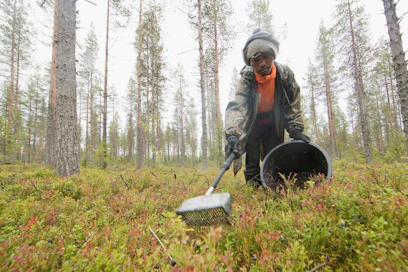Marjatuottaja Polarican thaimaalainen marjanpoimija Chaixa Srisukkho keräsi maanantaina luomumustikkaa haravapoimurilla. Kemijärvellä sijaitseva metsä kuuluu luomukeruualueeseen.