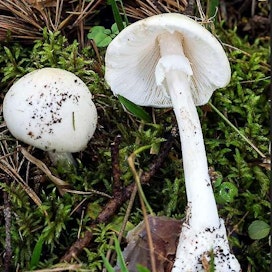 Suomessa tavallisin maksavaurion aiheuttava sieni on valkokärpässieni.
