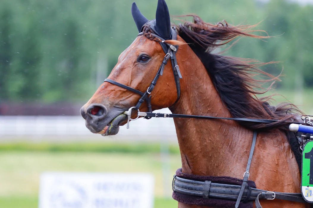 Pekka Ruuthin tähti Effronte Photo hakee Lahden lämminveristen ykkössarjassa koko matkan johtoa Jukka Torvisen ohjastamana. Ruunan edellinen ykkönen on nimenomaan Jokimaalta. Se tuli pari kuukautta takaperin Suur-Hollola-viikonloppuna.