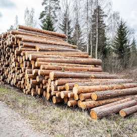 Vuonna 2018 puukauppa kävi erittäin vilkkaana. Metsäteollisuuden ostamaan puuta kirjautui tilastoon Luonnonvarakeskuksen mukaan kaikkiaan 51,5 miljoonaa kuutiometriä.