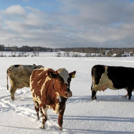 Valio tavoittelee lehmien ja ympärivuotisen ulkoilun lisäämiseen. Ulkoilevia lehmiä. Kuvituskuva.