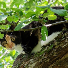 Eläinsuojeluvalvojien työajasta iso osa kuluu hylättyjen kissojen auttamiseen.