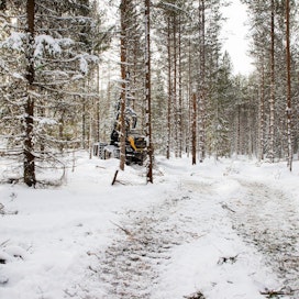 Kansallinen metsäneuvosto on huolissaan EU:n metsiin liittyvien aloitteiden suuresta määrästä.