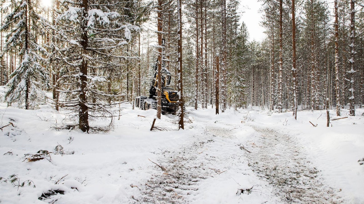 Kansallinen metsäneuvosto on huolissaan EU:n metsiin liittyvien aloitteiden suuresta määrästä.