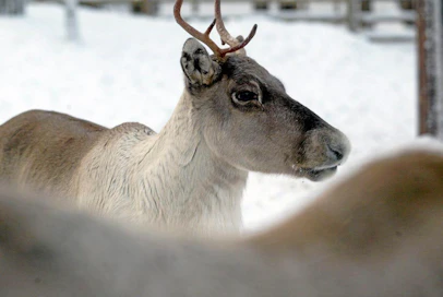 Ähtärin eläinpuisto Metsäpeura