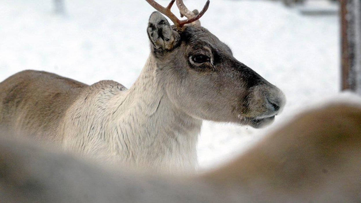 Ähtärin eläinpuisto Metsäpeura