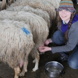 Henni Laitalasta ei tullut mestarilypsäjää viikossa, mutta lampaanlypsyn alkeet hän vapaaehtoistyössä oppi.