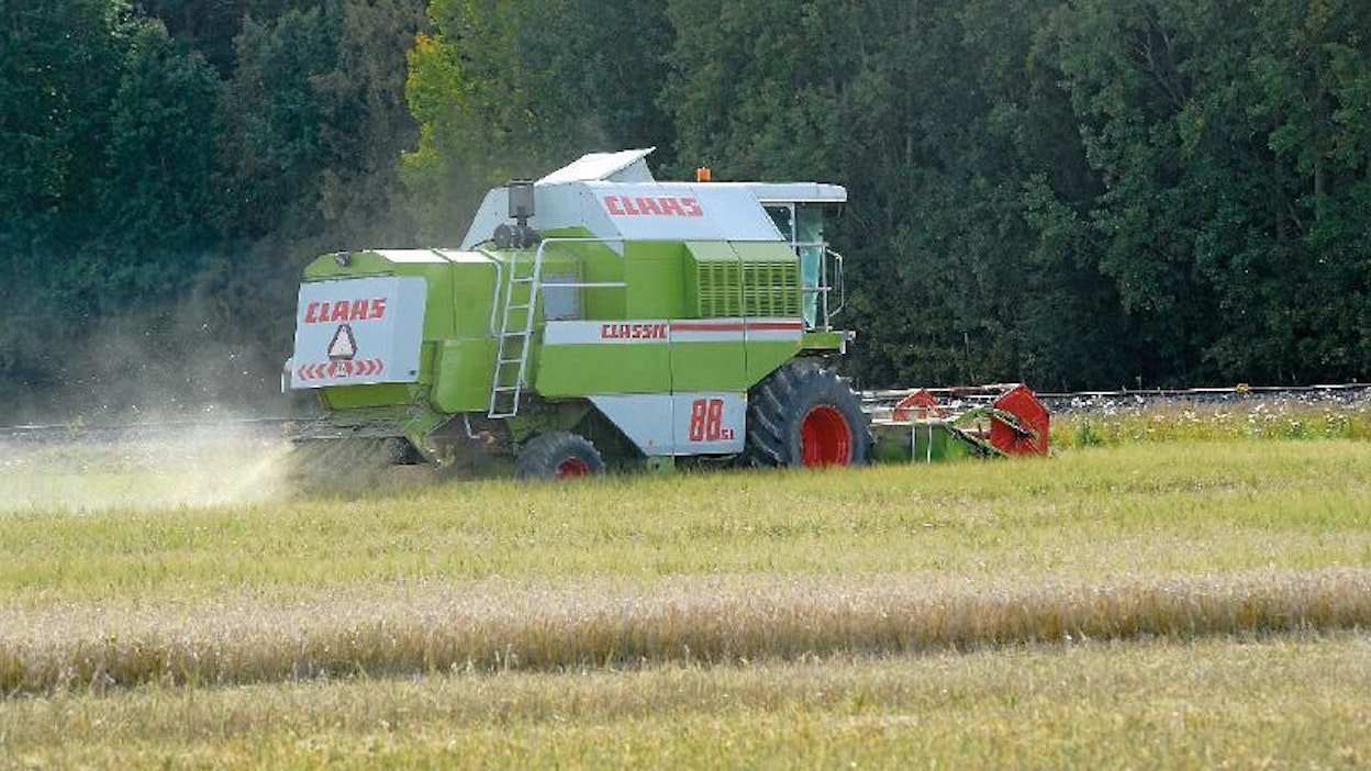 Claas Dominator 88 on tämänkin päivän mittapuun mukaan tehokas ja ketterä. Tyypillinen tehopäivä on ollut 40 kilometrin päässä 27 hehtaaria ohraa yhdeksässä lohkossa. Polttoainetta on kulunut erittäin kohtuullisesti. Normaalisti puidaan lähiteäisyydeltä sen verran, että vuorokauden kuivurikapasiteetti täyttyy, 10–15 hehtaaria.