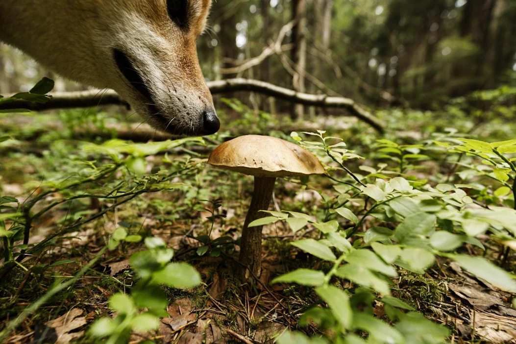Tattien kasvu alkaa hidastua vasta, kun lämpötiloissa mennään alle viiden asteen. LEHTIKUVA / Roni Rekomaa