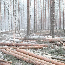 Vuonna 2021 puukauppaa käytiin ajoittain jopa ennätysvuotta 2018 rivakammin. Kesäkuun ensimmäinen viikko kohosi huippuviikoksi, jolloin metsäteollisuus osti puuta 2,4 miljoonaa kuutiota. Loppuvuonna puukauppa hiljentyi merkittävästi.