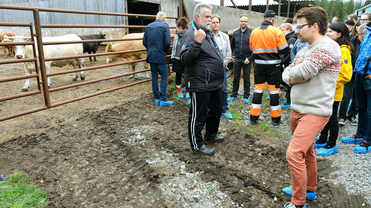 Ville Niinistö vieraili tiistaina Esa ja Regina Tuuran emolehmätilalla Kalajoen Tyngän kylällä. Vierailu oli osa vihreiden kesäkokousta Kalajoella.