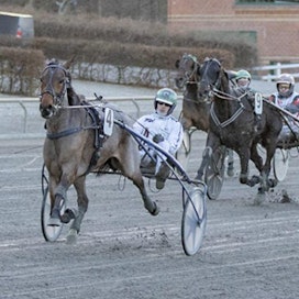 Harmaa tanskalaishirmu Earl Grey kisaa tänään toisen starttinsa Suomessa. Kuvassa Hussein Kassir kannustaa Earl Greyn karkuun kilpakumppaneiltaan.