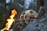 Metsän kuninkaaseen suhtauduttiin pelonsekaisella kunnioituksella, edes pedon omaa nimeä ei uskallettu lausua ääneen.