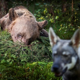 Vaikka karhunmetsästys alkaa Juuassa vasta huomenna, koiria on jo käytetty maastossa. Kuvassa on jahdin aloituspäivänä Ilomantsissa ammuttu karhu.