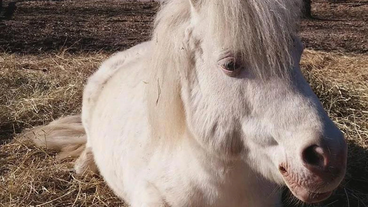 Heikin tulevalle seuralaiselle on Jumppasen mukaan asetettu oikeastaan kaksi tarkempaa kriteeriä. Jumppasille muuttavan hevosen tulisi ensinnäkin olla melko pienikokoinen. Toisaalta se ei saisi maksaa kovin paljoa, sillä perhe ei kuitenkaan pyöritä ratsastuskoulutoimintaa.