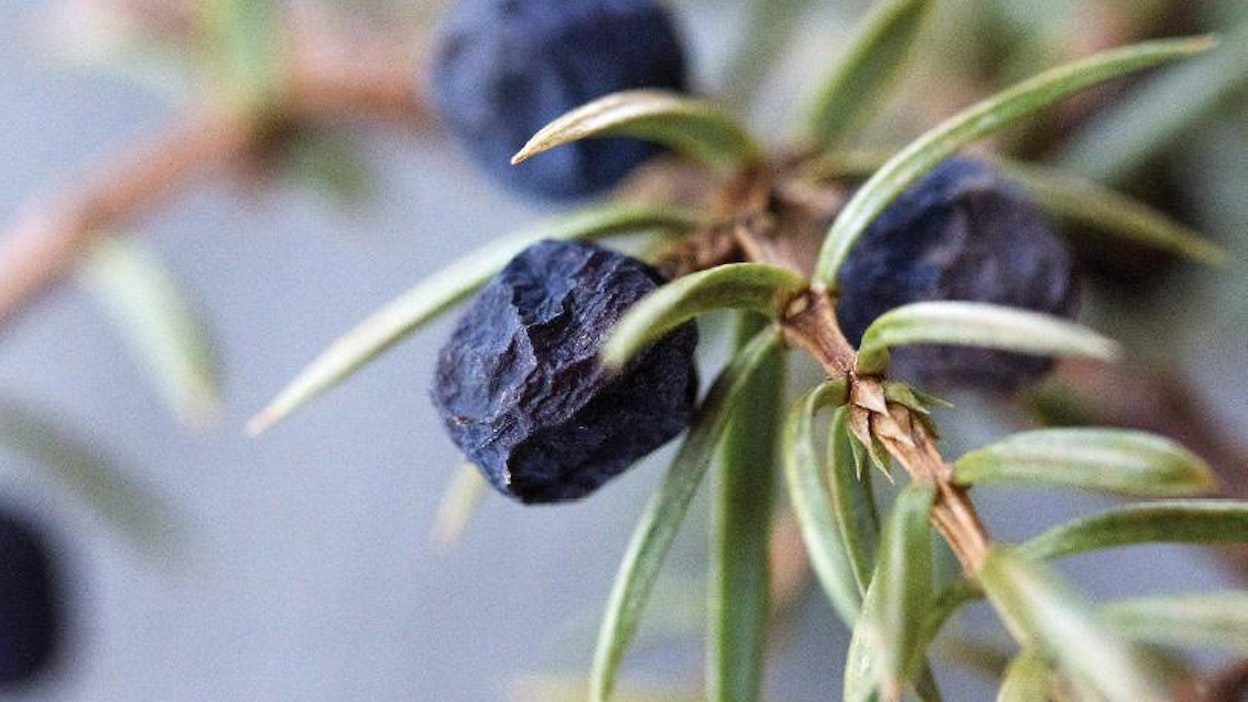 Kansanparantajat keräsivät katajanmarjoja myös keripukin eli C-vitamiinin puutoksen hoitoon.