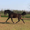 Main Wise AS koko komeudessaan.