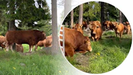 Uffe tuli noin kolmikymmenpäisen emolauman saartamaksi.