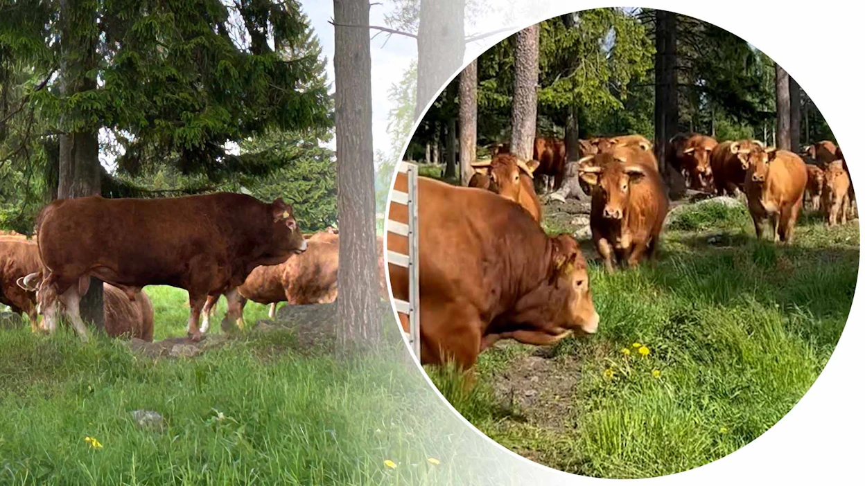 Uffe tuli noin kolmikymmenpäisen emolauman saartamaksi.