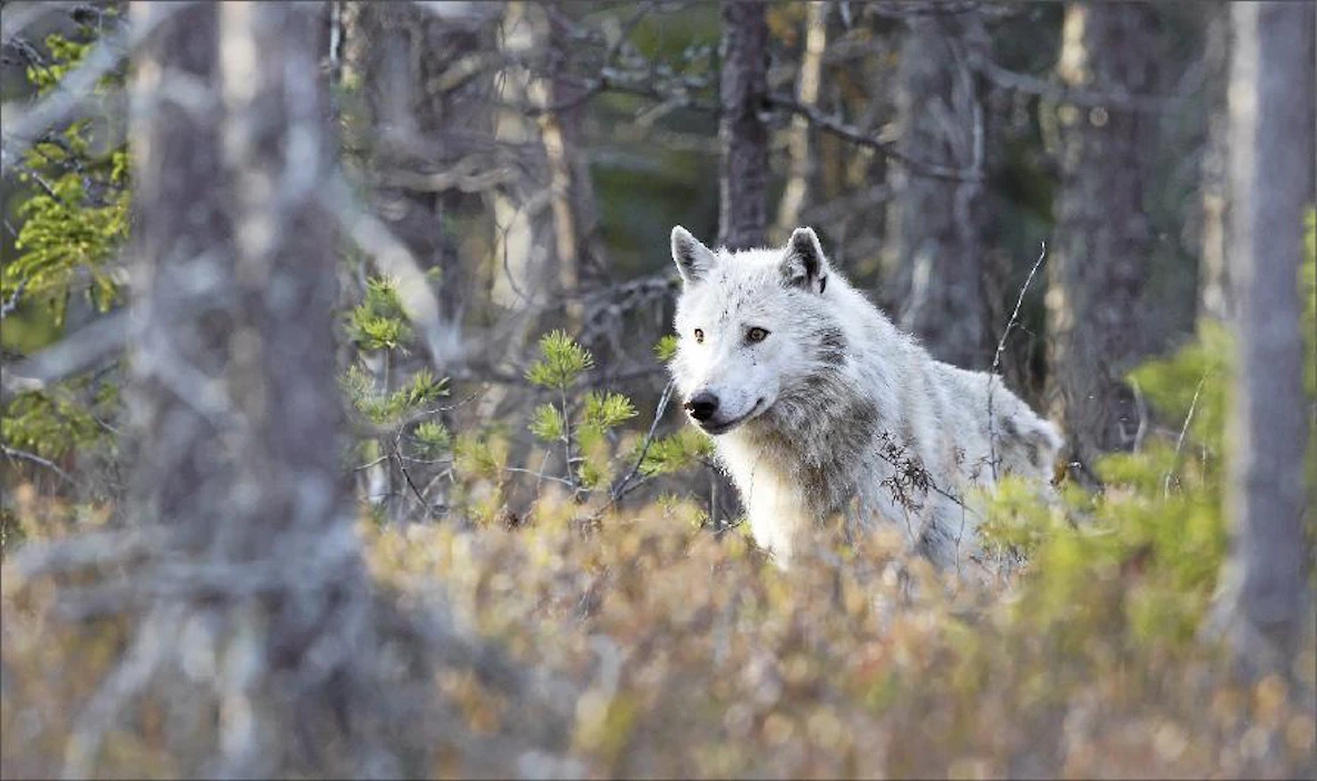 Petoyhdyshenkilöt tekivät viime vuonna Suomessa liki 4 700 susihavaintoa, reilun neljänneksen enemmän kuin vuonna 2012. Niko Pekonen/kuvaliiteri