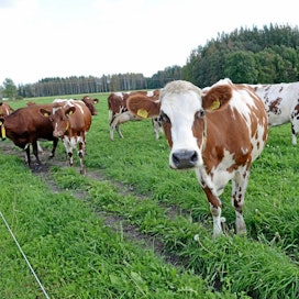Alankomaissa lehmiä on päässyt halailemaan yli vuosikymmenen, sillä kokemuksen on todettu olevan mukava sekä ihmiselle että eläimelle. Kuvan suomalaislehmät eivät liity tapaukseen.
