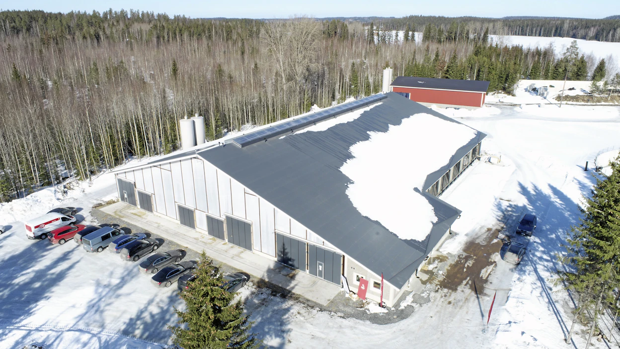 Kennolevypäädyillä ja valoharjalla varustettu pihatto on 54 metriä pitkä ja 40 metriä leveä. Takana näkyy rehuvarasto ja oikealla rehusiilot.