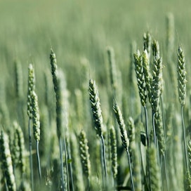 Kotimaassa korkeimmat vehnän ostotarjoukset olivat perjantaina yli 260 euroa.