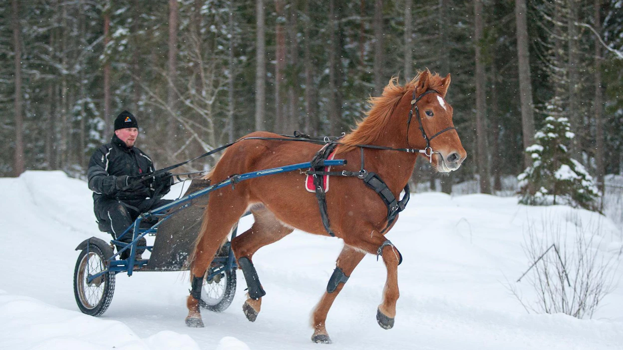 Tuomo Törmälehto sanoo, että Kömin Lennon nelivuotiskaudesta jäi vähän jossiteltavaakin. ”Kesällä tuli laukkoja, eikä niihin löytynyt klinikallakaan heti syytä. Lopulta hieroja löysi jumin lavasta.”