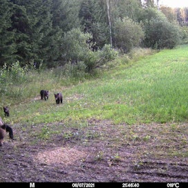 Enossa liikkuvalla karhuemolla on vasemmassa etukäpälässään kiinni pienpetorauta.